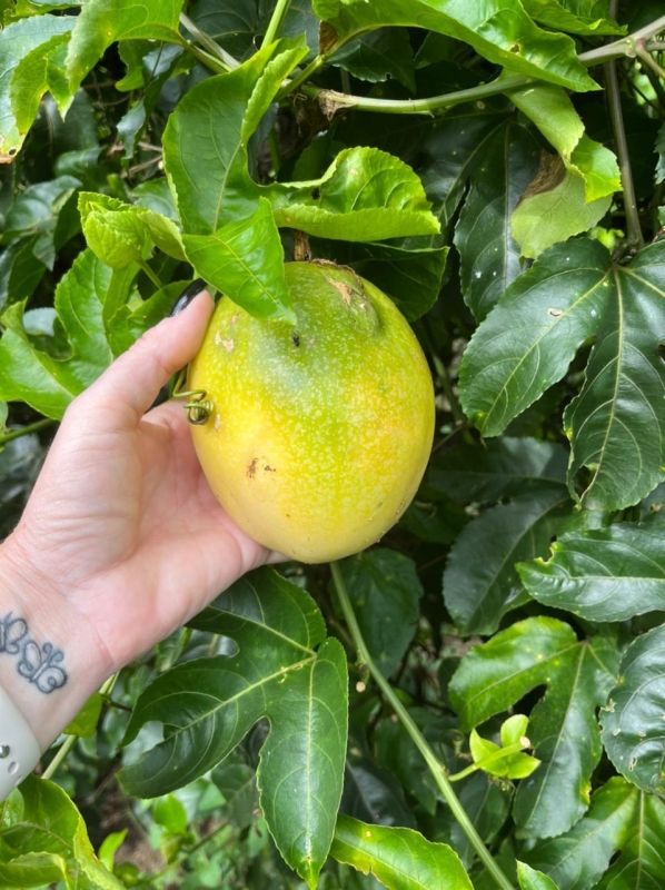 Evento feira-da-familia